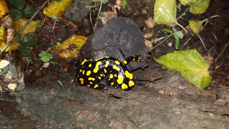 Salamandra infraimmaculata  photographed by רמדאן עיסא 