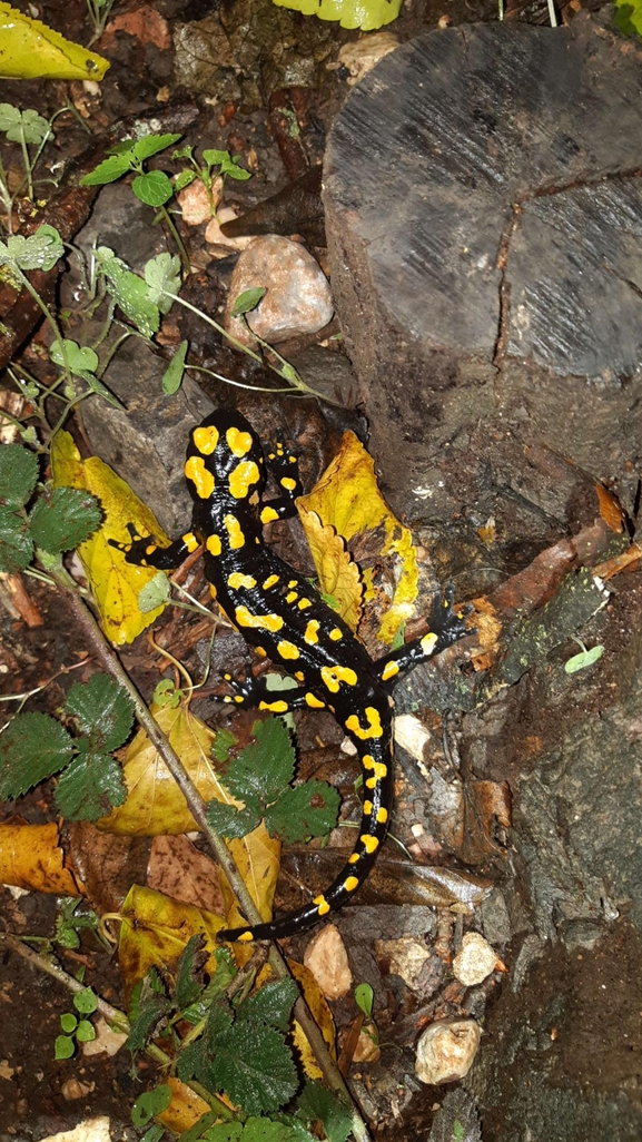 Salamandra infraimmaculata  photographed by רמדאן עיסא 