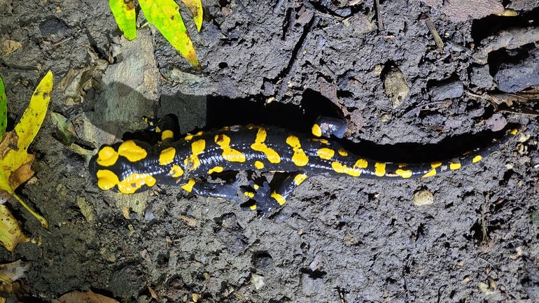 Salamandra infraimmaculata  photographed by רמדאן עיסא 