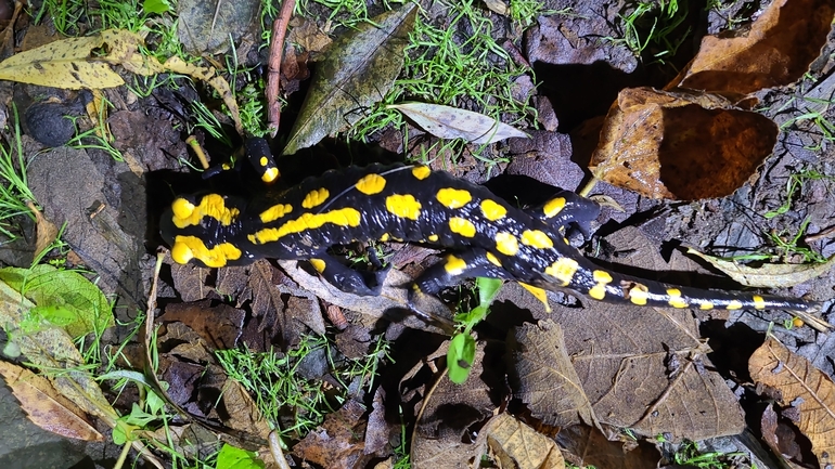 Salamandra infraimmaculata  photographed by רמדאן עיסא 