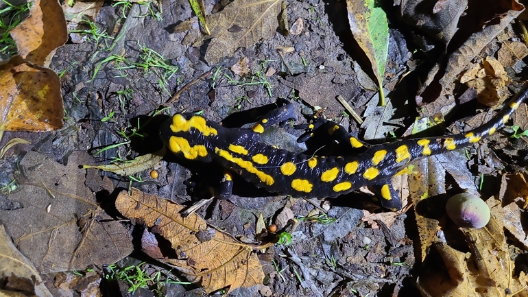 Salamandra infraimmaculata  photographed by רמדאן עיסא 