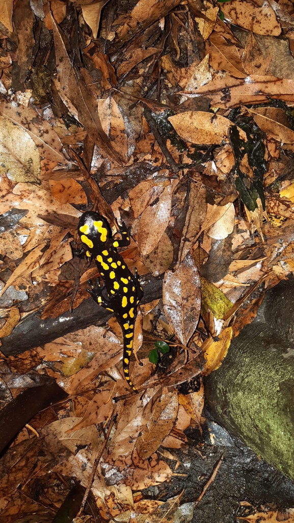 Salamandra infraimmaculata  photographed by רמדאן עיסא 