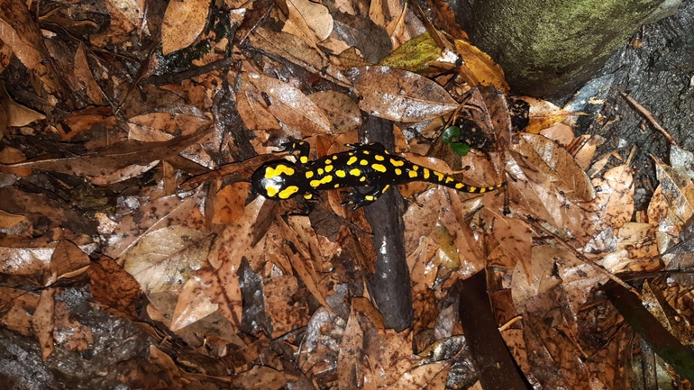 Salamandra infraimmaculata  photographed by רמדאן עיסא 