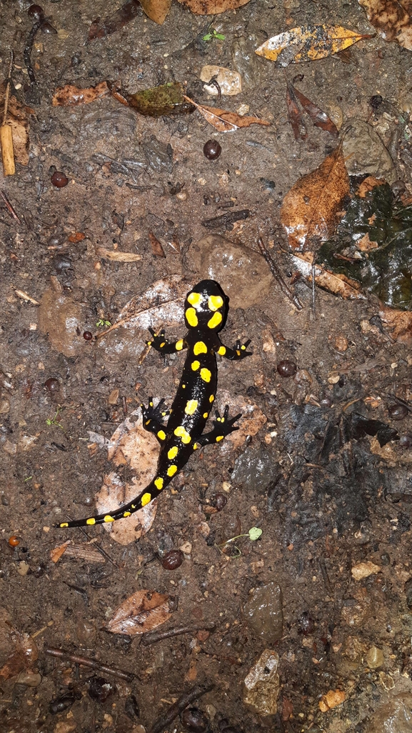 Salamandra infraimmaculata  photographed by רמדאן עיסא 