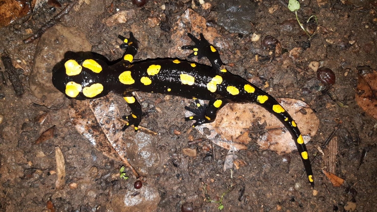 Salamandra infraimmaculata  photographed by רמדאן עיסא 