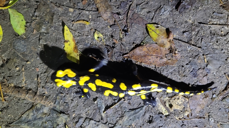 Salamandra infraimmaculata  photographed by רמדאן עיסא 