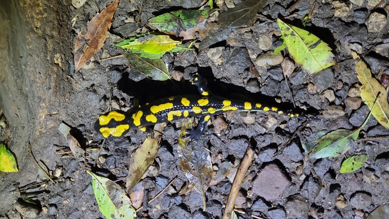 Salamandra infraimmaculata  photographed by רמדאן עיסא 