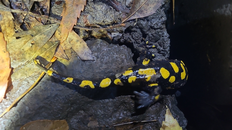 Salamandra infraimmaculata  photographed by רמדאן עיסא 