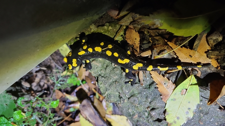 Salamandra infraimmaculata  photographed by רמדאן עיסא 