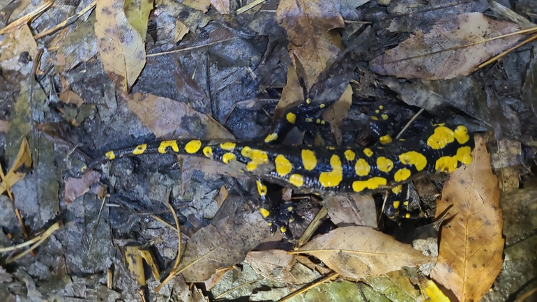 Salamandra infraimmaculata  photographed by רמדאן עיסא 