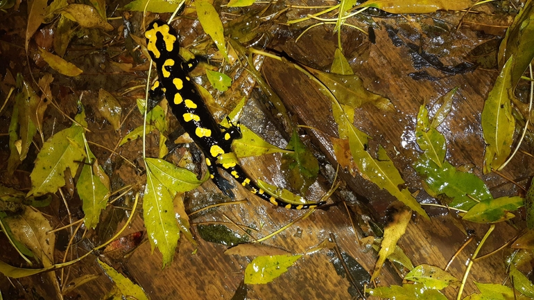 Salamandra infraimmaculata  photographed by רמדאן עיסא 