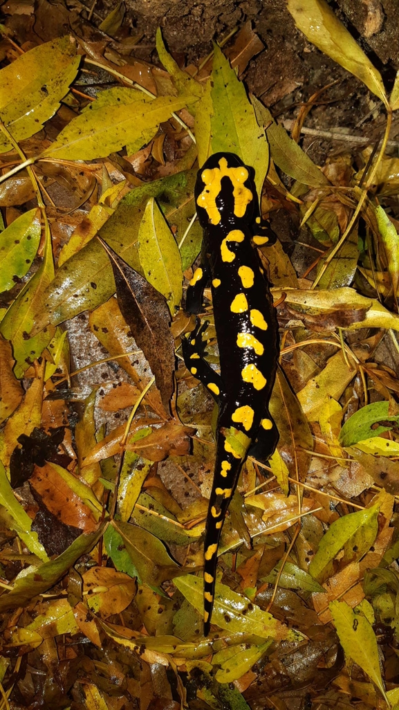 Salamandra infraimmaculata  photographed by רמדאן עיסא 