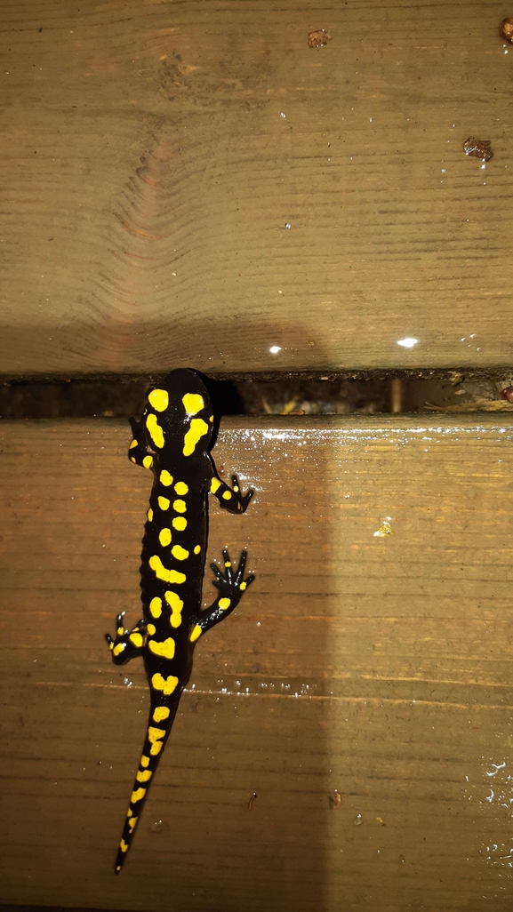 Salamandra infraimmaculata  photographed by רמדאן עיסא 