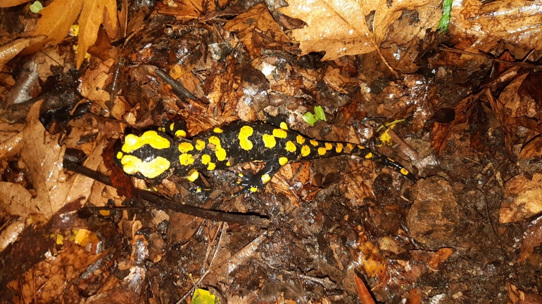 Salamandra infraimmaculata  photographed by רמדאן עיסא 