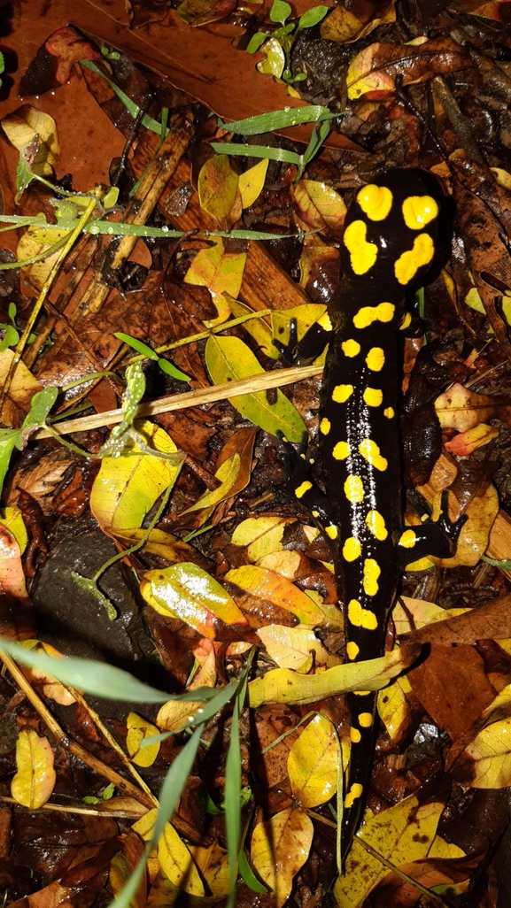 Salamandra infraimmaculata  photographed by רמדאן עיסא 