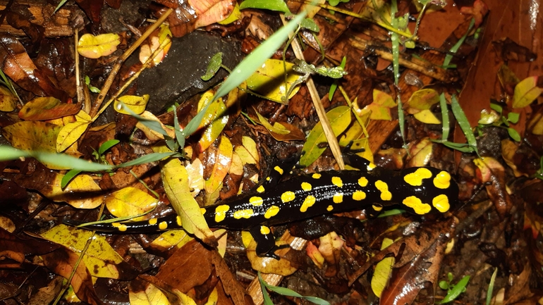 Salamandra infraimmaculata  photographed by רמדאן עיסא 