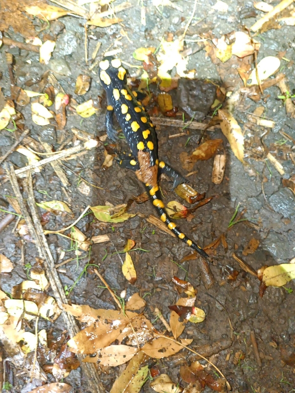 Salamandra infraimmaculata  photographed by רמדאן עיסא 