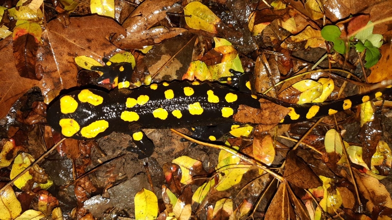 Salamandra infraimmaculata  photographed by רמדאן עיסא 