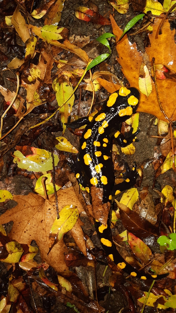 Salamandra infraimmaculata  photographed by רמדאן עיסא 