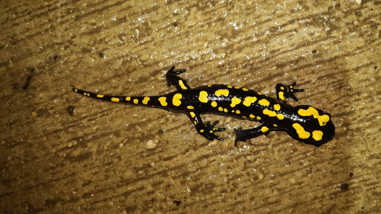 Salamandra infraimmaculata  photographed by רמדאן עיסא 