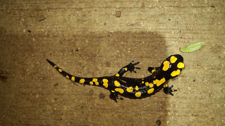 Salamandra infraimmaculata  photographed by רמדאן עיסא 