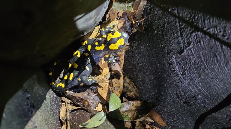 Salamandra infraimmaculata  photographed by רמדאן עיסא 