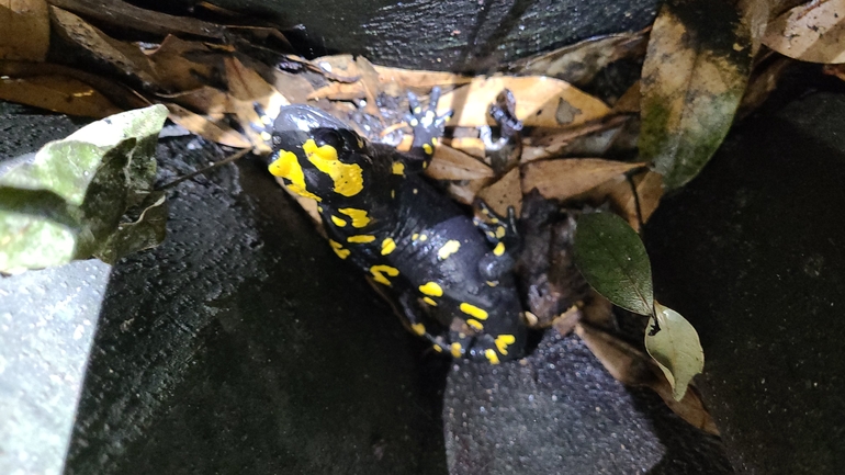 Salamandra infraimmaculata  photographed by רמדאן עיסא 