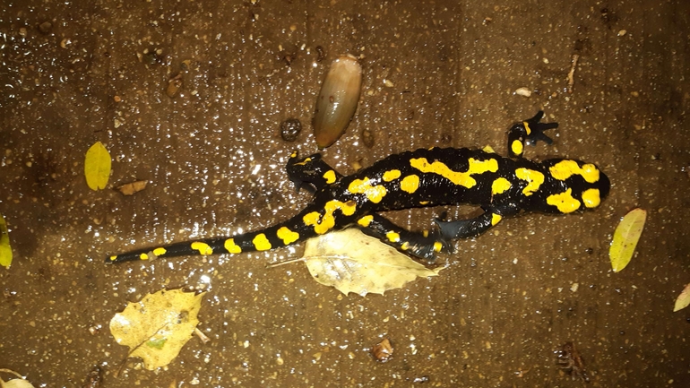 Salamandra infraimmaculata  photographed by רמדאן עיסא 