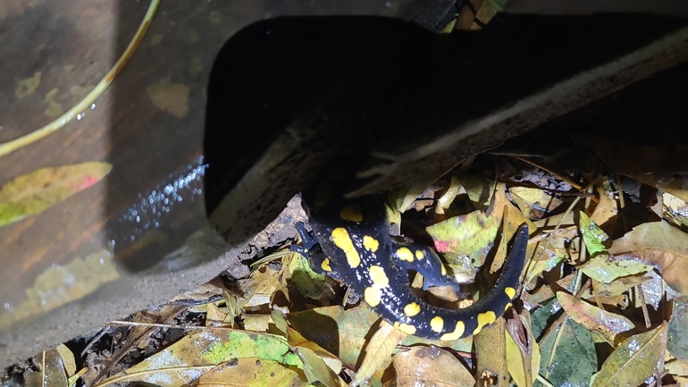 Salamandra infraimmaculata  photographed by רמדאן עיסא 