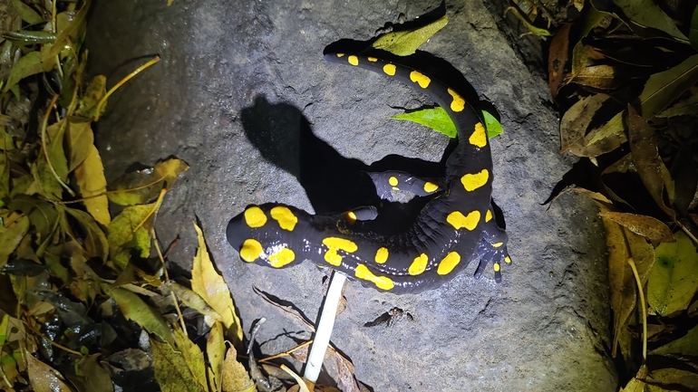 Salamandra infraimmaculata  photographed by רמדאן עיסא 