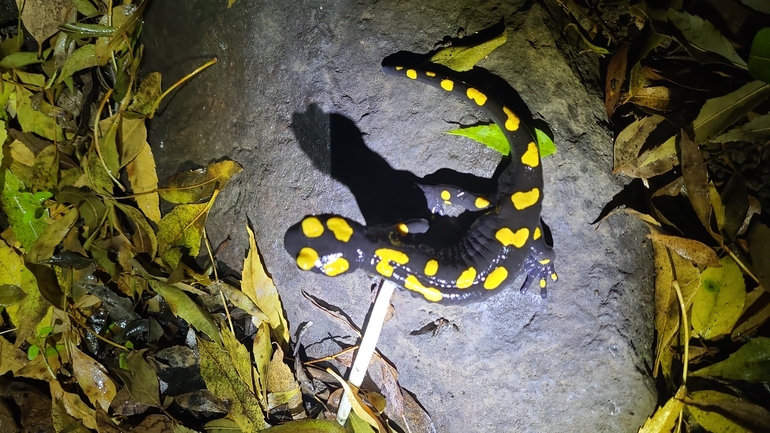 Salamandra infraimmaculata  photographed by רמדאן עיסא 