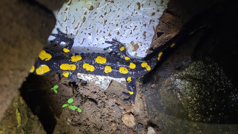 Salamandra infraimmaculata  photographed by רמדאן עיסא 