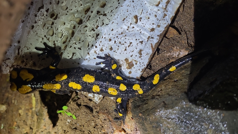 Salamandra infraimmaculata  photographed by רמדאן עיסא 