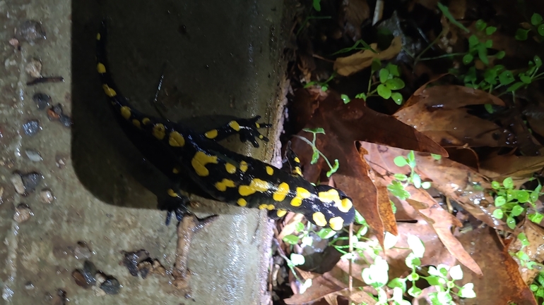 Salamandra infraimmaculata  photographed by רמדאן עיסא 