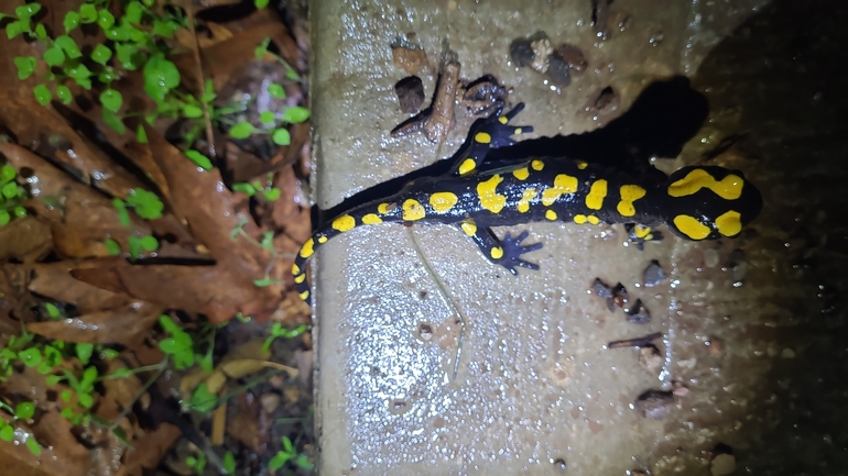 Salamandra infraimmaculata  photographed by רמדאן עיסא 