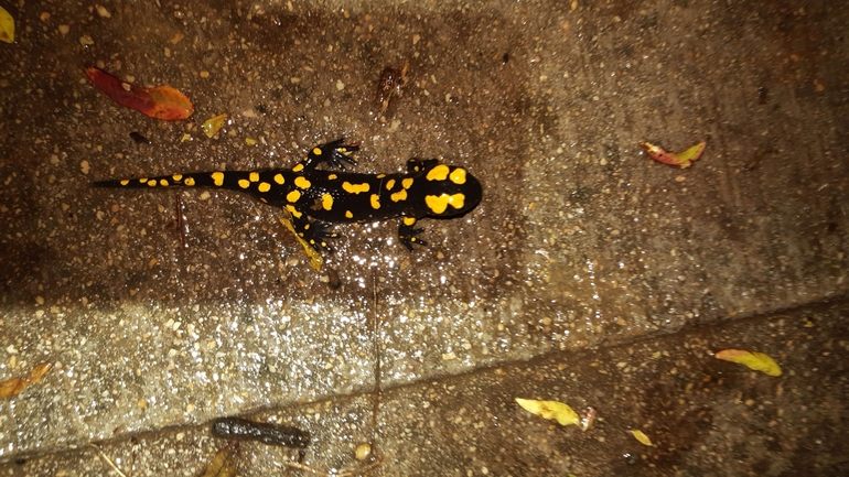 Salamandra infraimmaculata  photographed by רמדאן עיסא 