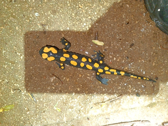 Salamandra infraimmaculata  photographed by רמדאן עיסא 