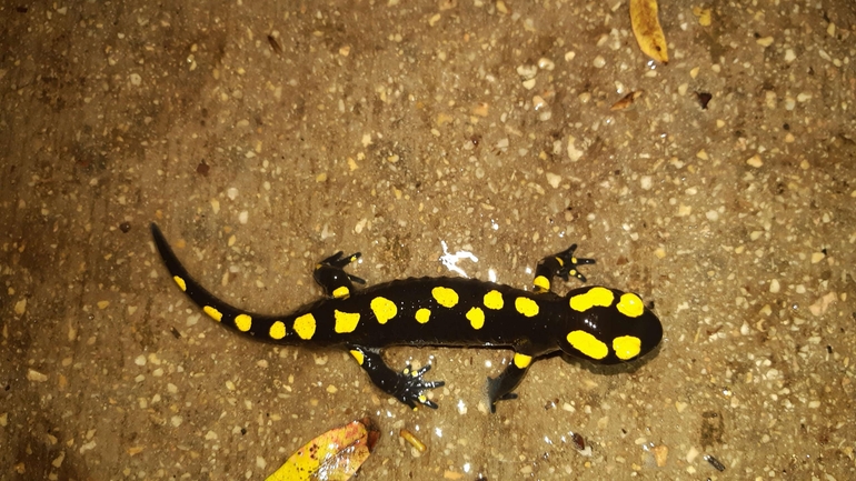 Salamandra infraimmaculata  photographed by רמדאן עיסא 