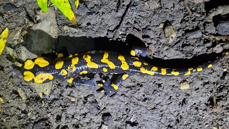 Salamandra infraimmaculata  photographed by רמדאן עיסא 