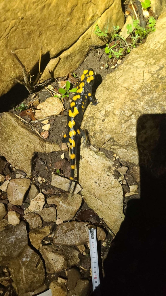 Salamandra infraimmaculata  photographed by טארק שנאן 