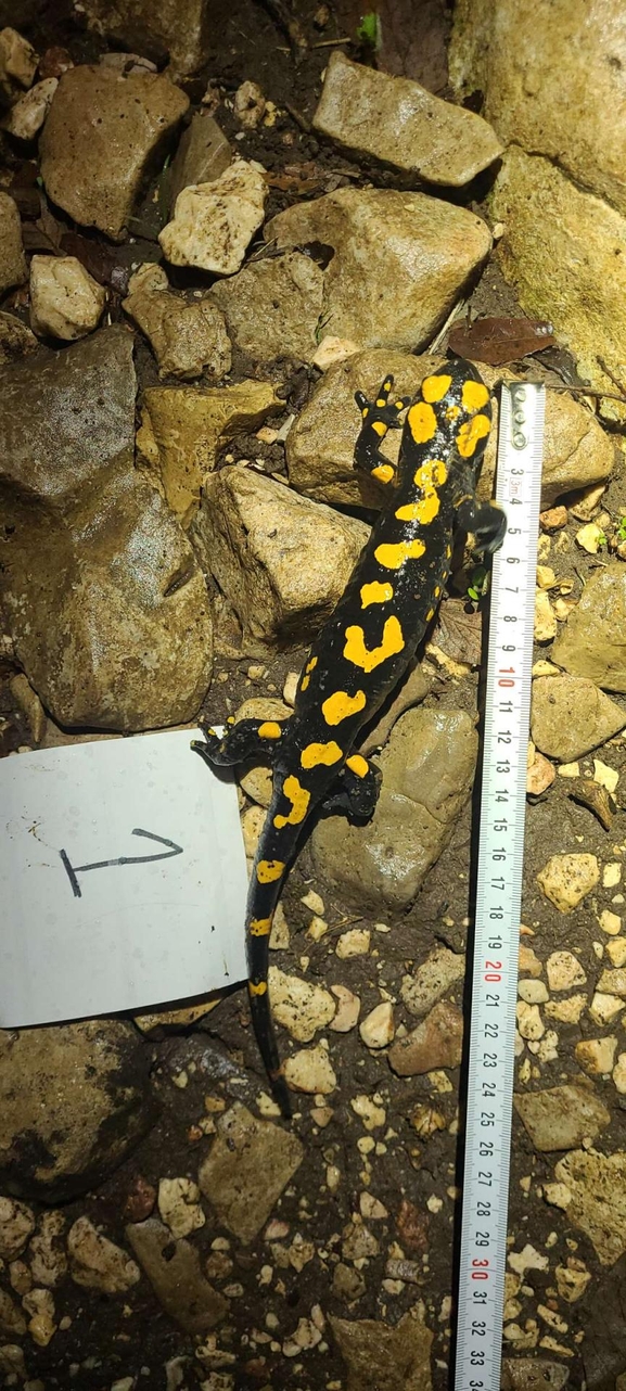 Salamandra infraimmaculata  photographed by טארק שנאן 