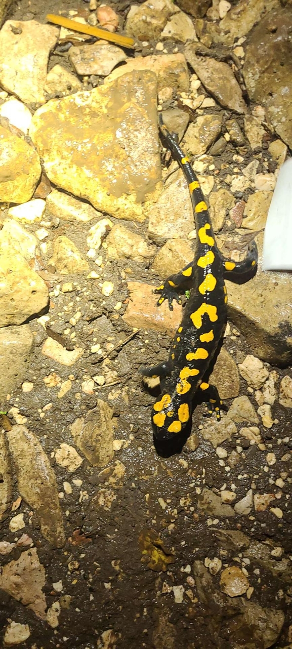 Salamandra infraimmaculata  photographed by טארק שנאן 