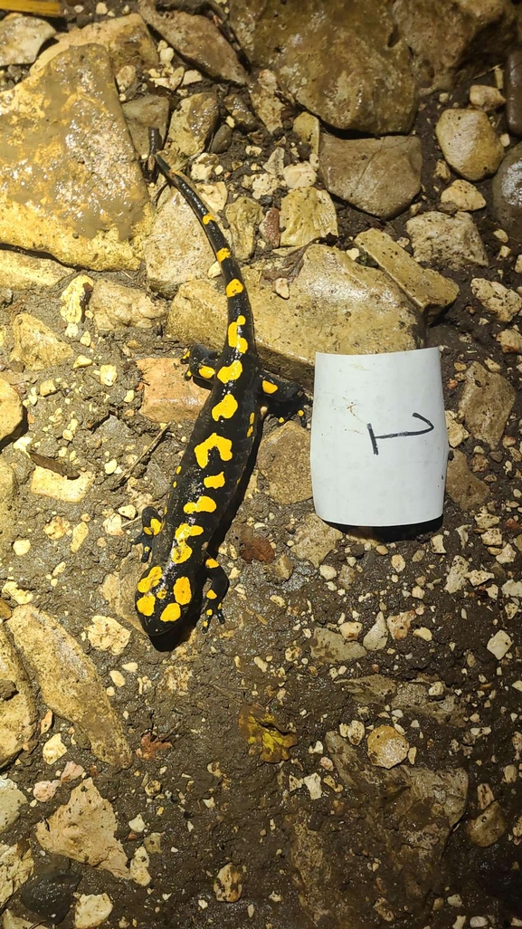 Salamandra infraimmaculata  photographed by טארק שנאן 