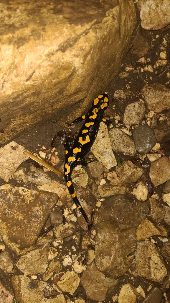 Salamandra infraimmaculata  photographed by טארק שנאן 