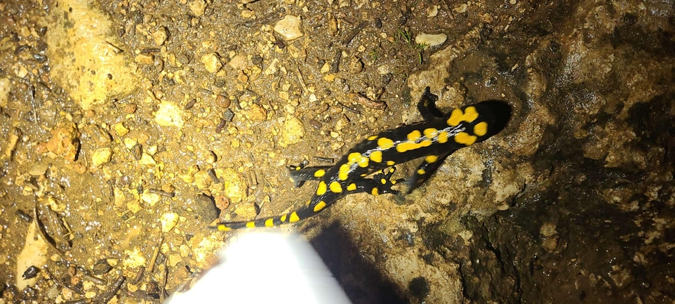 Salamandra infraimmaculata  photographed by טארק שנאן 