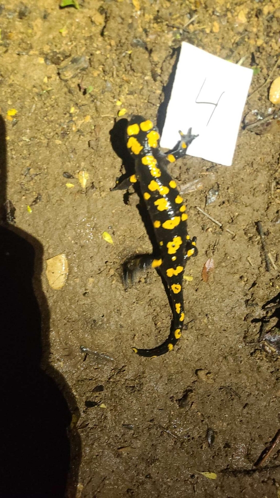 Salamandra infraimmaculata  photographed by טארק שנאן 