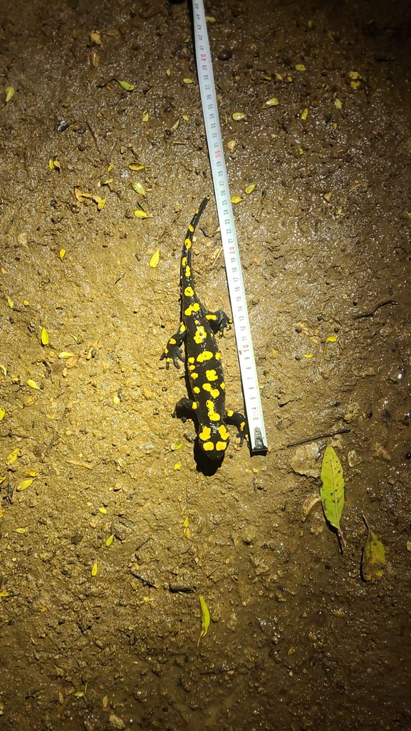 Salamandra infraimmaculata  photographed by טארק שנאן 