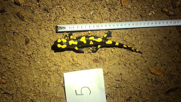 Salamandra infraimmaculata  photographed by טארק שנאן 