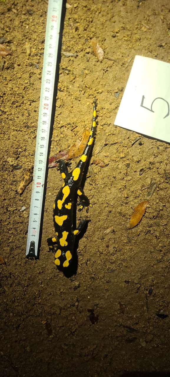 Salamandra infraimmaculata  photographed by טארק שנאן 