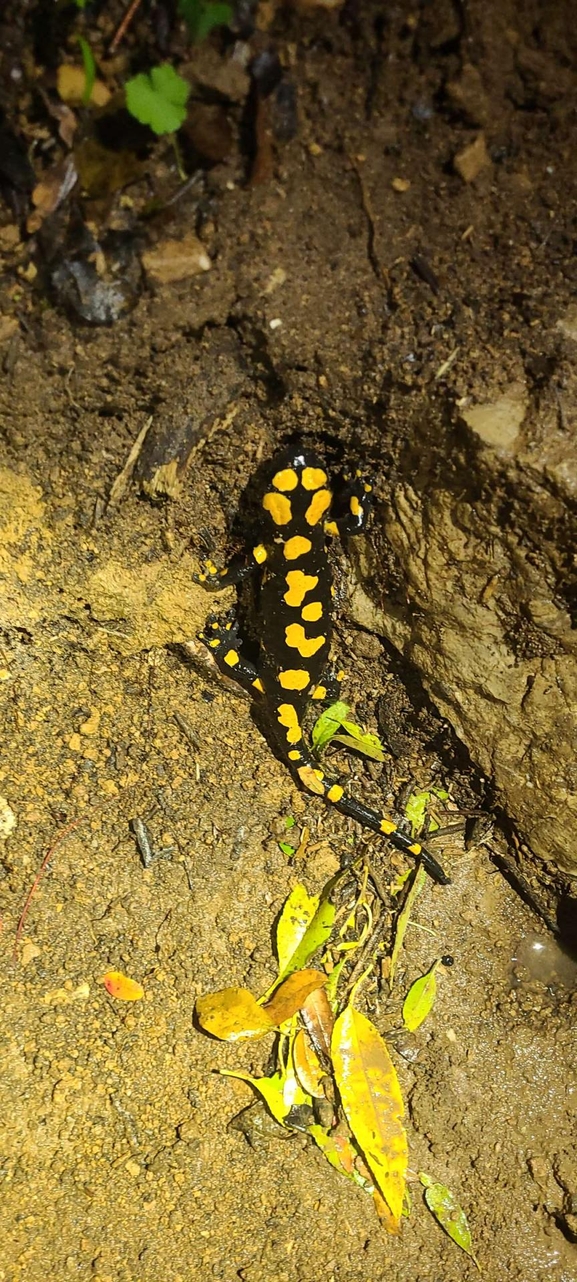 Salamandra infraimmaculata  photographed by טארק שנאן 